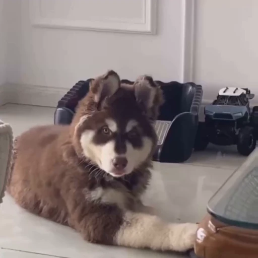 🤍 Стикер «Samoyed» для Telegram