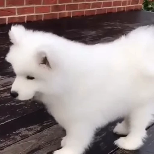 🤍 Стикер «Samoyed» для Telegram