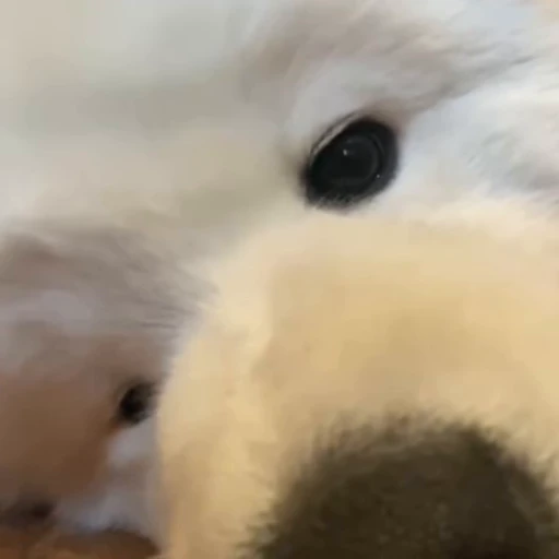 🤍 Стикер «Samoyed» для Telegram