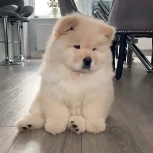 🤍 Стикер «Samoyed» для Telegram