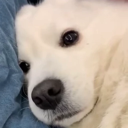 🤍 Стикер «Samoyed» для Telegram