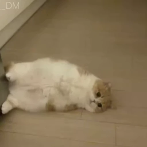 🤭 Стикер «Детки» для Telegram
