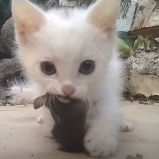 😠 Стикер «чипыха шалит мур» для Telegram