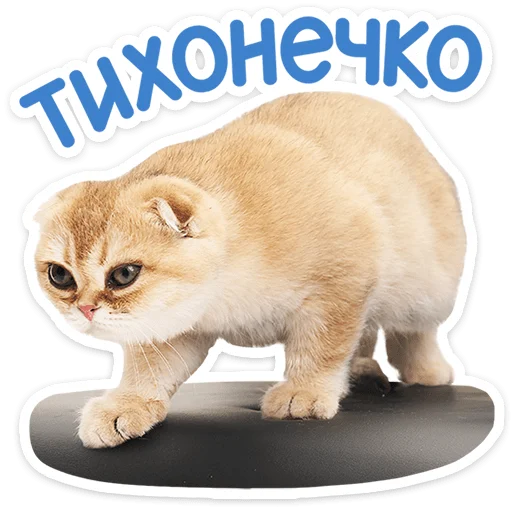 🐱 Стикер «Котятки» для Telegram