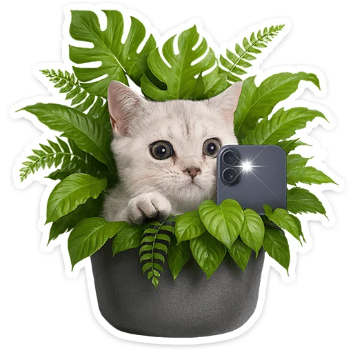 🐱 Стикер «Котятки» для Telegram