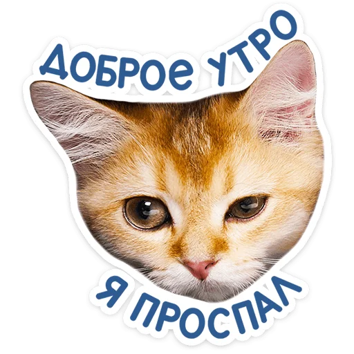 🐱 Стикер «Котятки» для Telegram