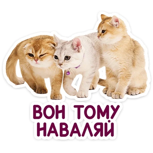 🐱 Стикер «Котятки» для Telegram