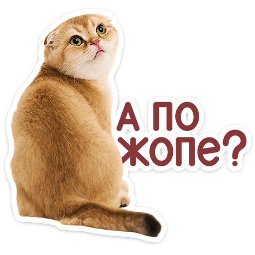 🐱 Стикер «Котятки» для Telegram