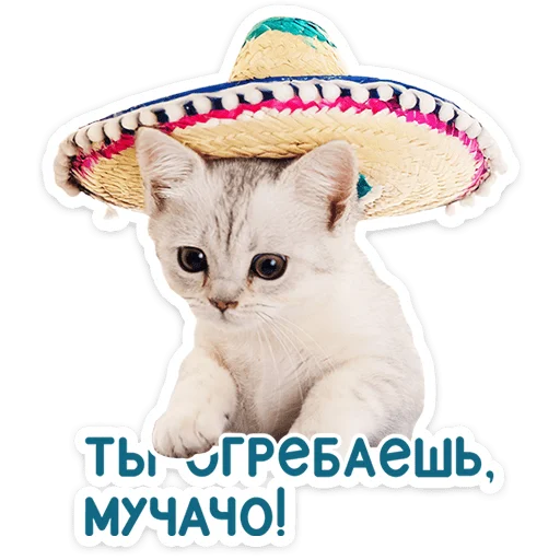 🐱 Стикер «Котятки» для Telegram