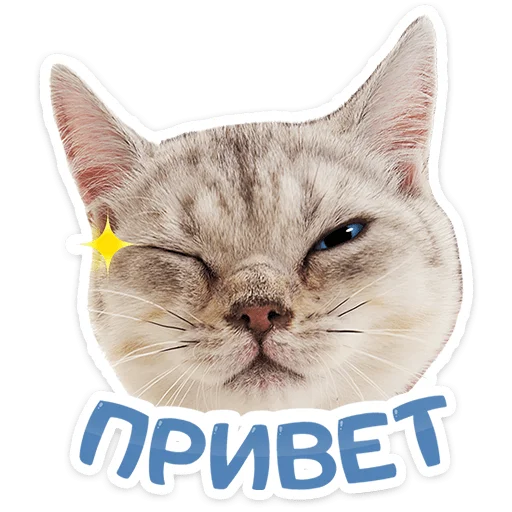 Стикерпак Котятки для Telegram