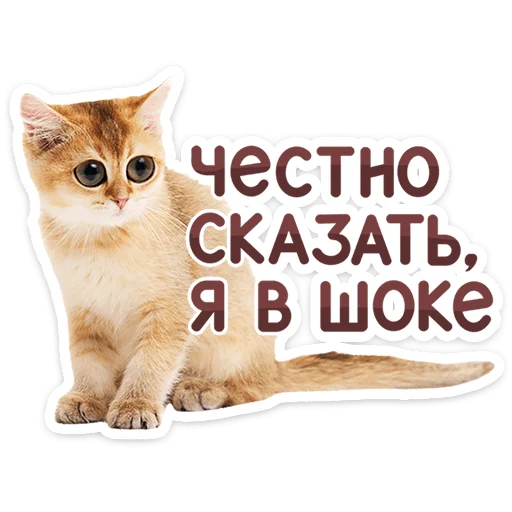 🐱 Стикер «Котятки» для Telegram