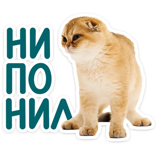 🐱 Стикер «Котятки» для Telegram