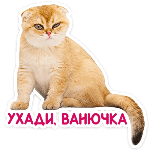 🐱 Стикер «Котятки» для Telegram