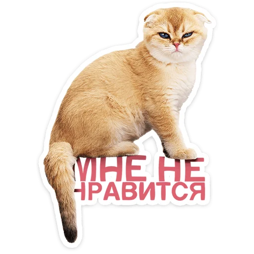 🐱 Стикер «Котятки» для Telegram