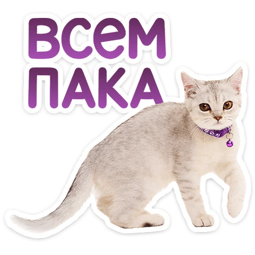 🐱 Стикер «Котятки» для Telegram