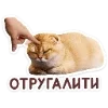 Стикер 16 Набор эмоджи с котятками из ВК