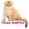Стикер 36 Набор эмоджи с котятками из ВК