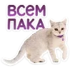 Стикер 3 Набор эмоджи с котятками из ВК