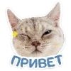 Обложка набора Набор эмоджи с котятками из ВК