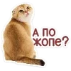 Стикер 30 Набор эмоджи с котятками из ВК