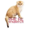 Стикер 2 Набор эмоджи с котятками из ВК