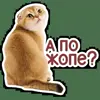 🍑 Эмодзи «Котятки» для Telegram