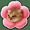 🌺 Эмодзи «Котятки» для Telegram