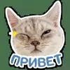 Стикерпак Котятки для Telegram