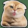 👅 Эмодзи «Котятки» для Telegram