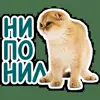 😑 Эмодзи «Котятки» для Telegram
