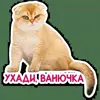 🤢 Эмодзи «Котятки» для Telegram