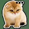 😐 Эмодзи «Котятки» для Telegram