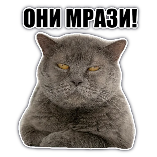😲 Стикер «chatkasha» для Telegram