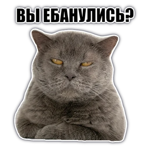 🤪 Стикер «chatkasha» для Telegram