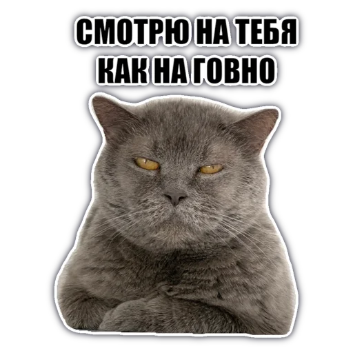 💩 Стикер «chatkasha» для Telegram