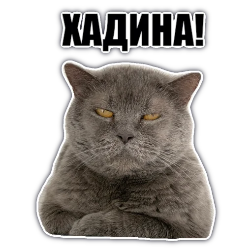 🙅‍♂️ Стикер «chatkasha» для Telegram