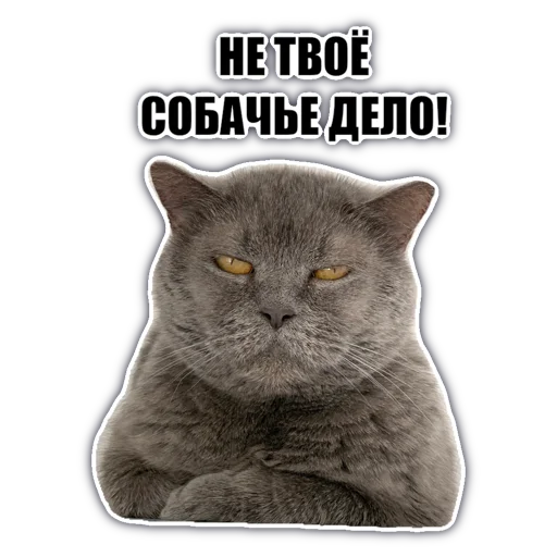 🐕‍🦺 Стикер «chatkasha» для Telegram