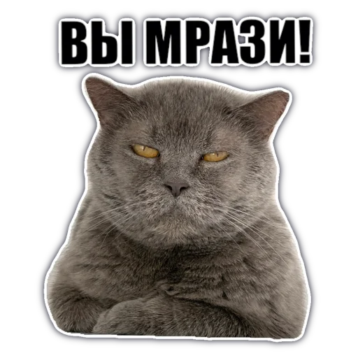 🐈 Стикер «chatkasha» для Telegram
