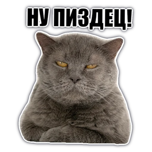 😬 Стикер «chatkasha» для Telegram