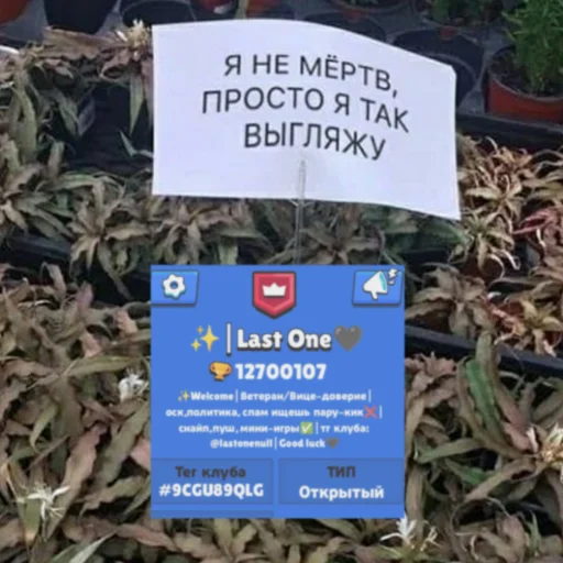 👾 Стикер «гении чата ласта» для Telegram