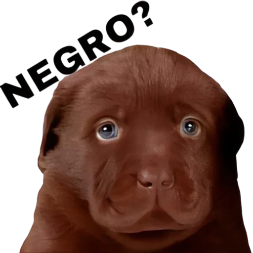 💩 Стикер «doggies» для Telegram