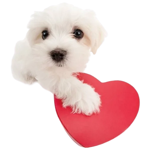 ❤️ Стикер «doggies» для Telegram