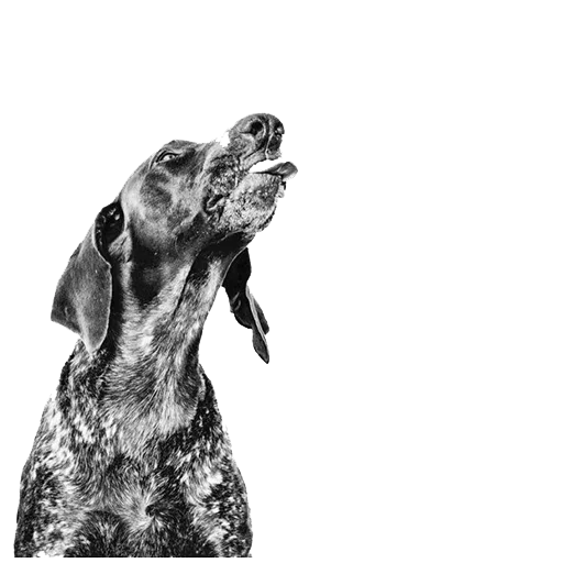 😠 Стикер «dogs!» для Telegram
