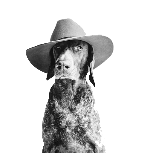 😎 Стикер «dogs!» для Telegram