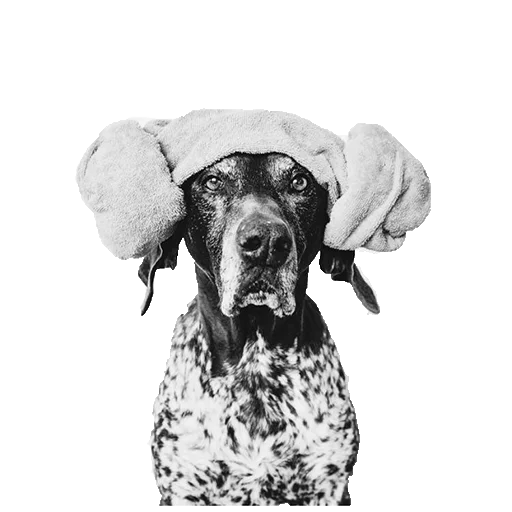 😕 Стикер «dogs!» для Telegram