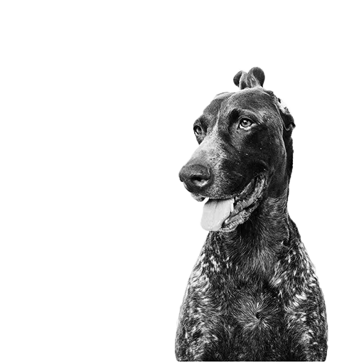 😛 Стикер «dogs!» для Telegram