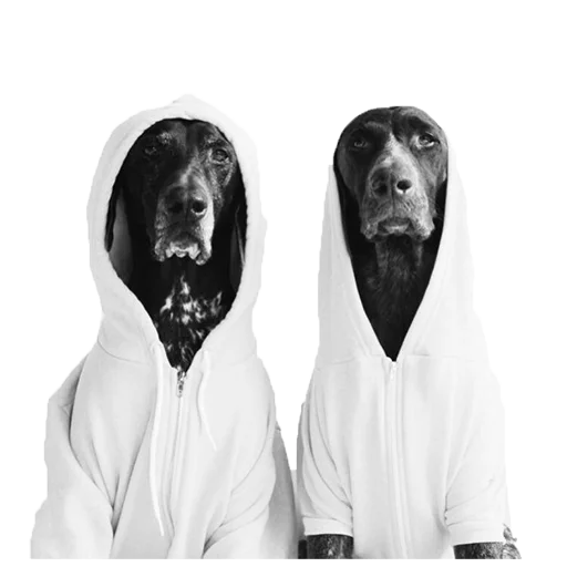 😐 Стикер «dogs!» для Telegram