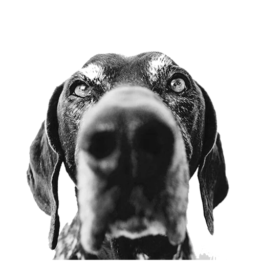 😐 Стикер «dogs!» для Telegram