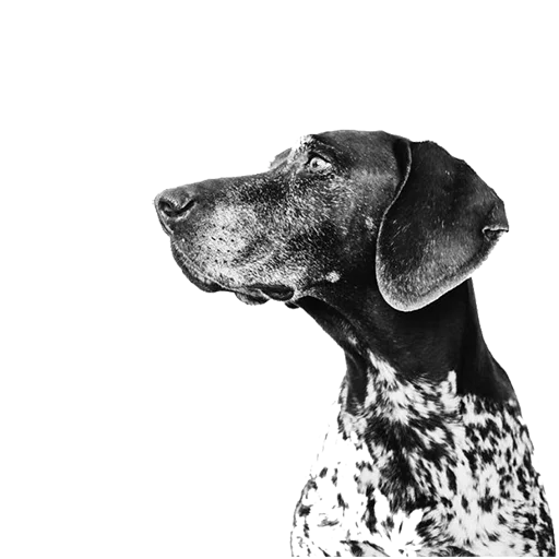 😒 Стикер «dogs!» для Telegram