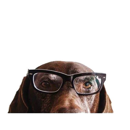 📚 Стикер «dogs!» для Telegram
